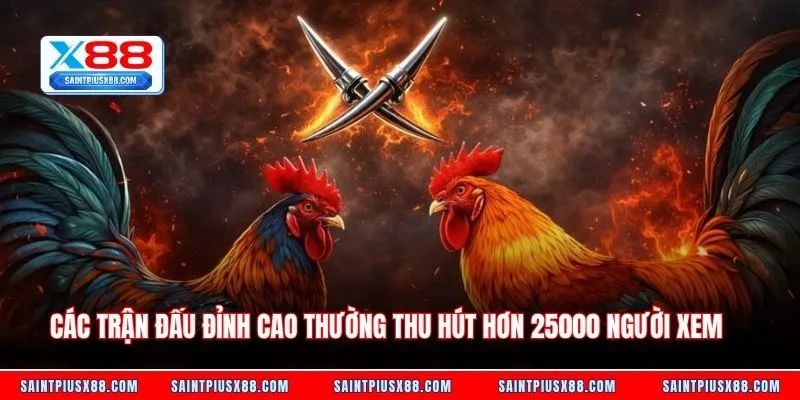 Các trận đấu đỉnh cao thường thu hút hơn 25000 người xem 